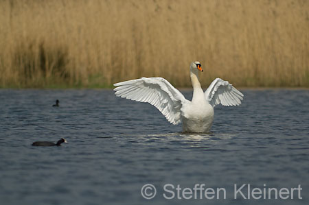 012 Höckerschwan flattert (Cygnus olor)